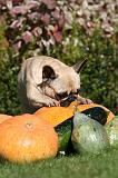 BOULEDOGUE FRANCAIS 1273
